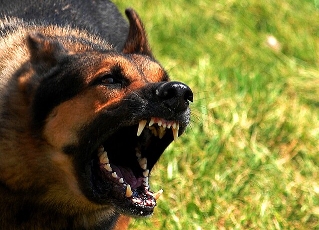 What Causes Sudden Aggression In Dogs (and What to Do About It).