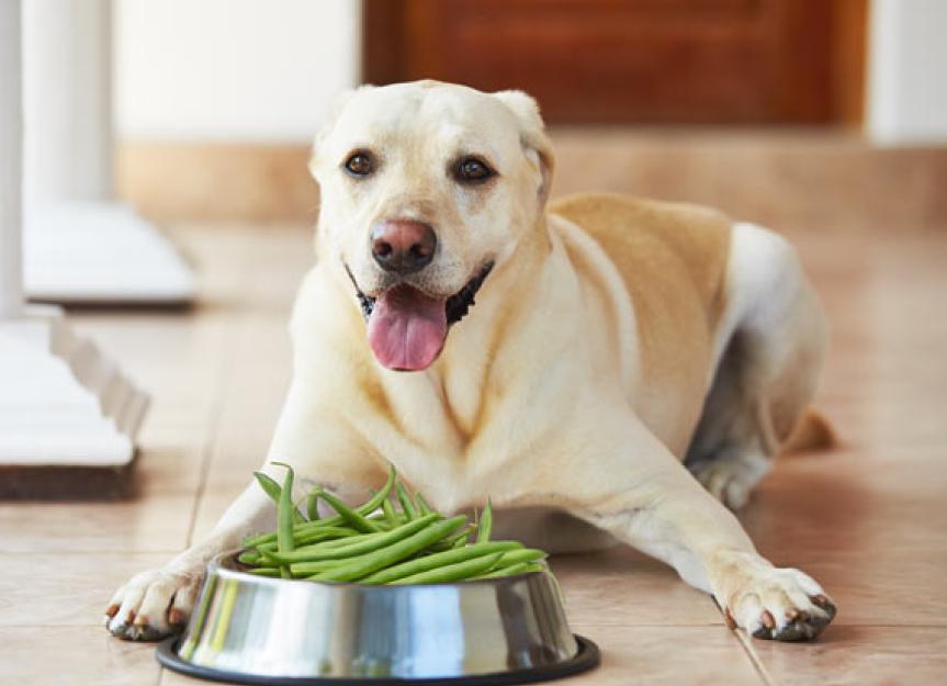 Are Green Beans Good for Dogs?