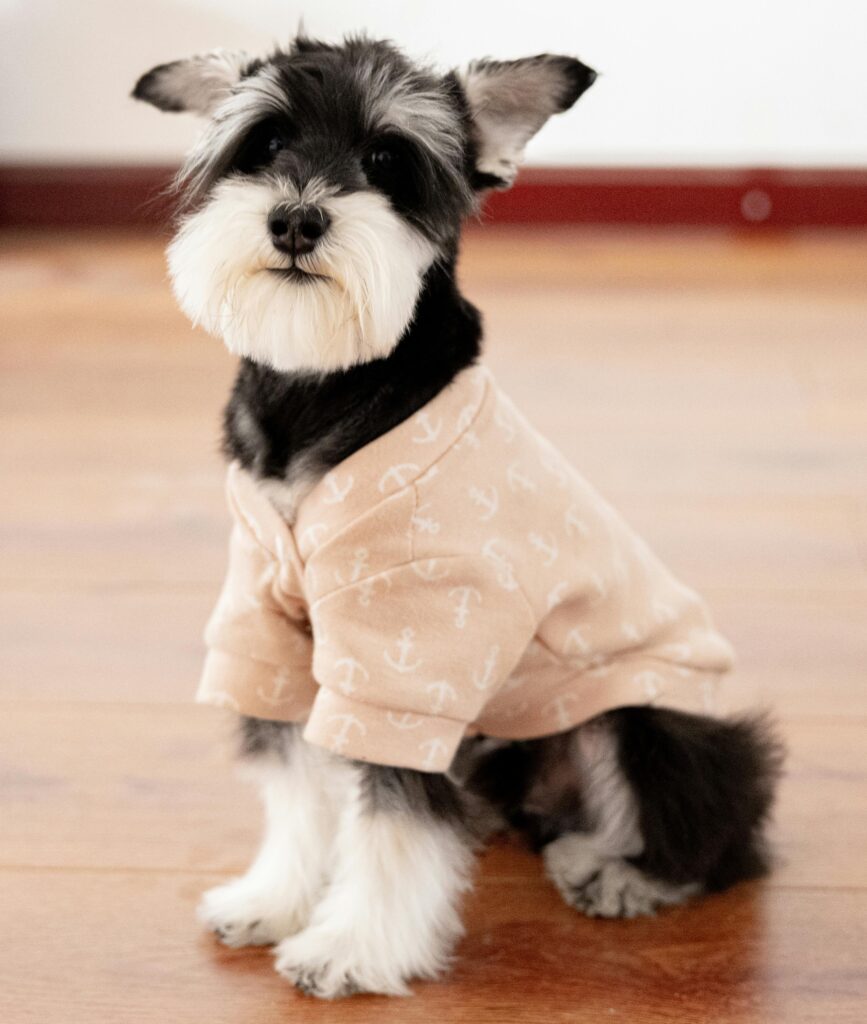 THE 5 BEST DOG SWEATERS FOR THE WINTER!