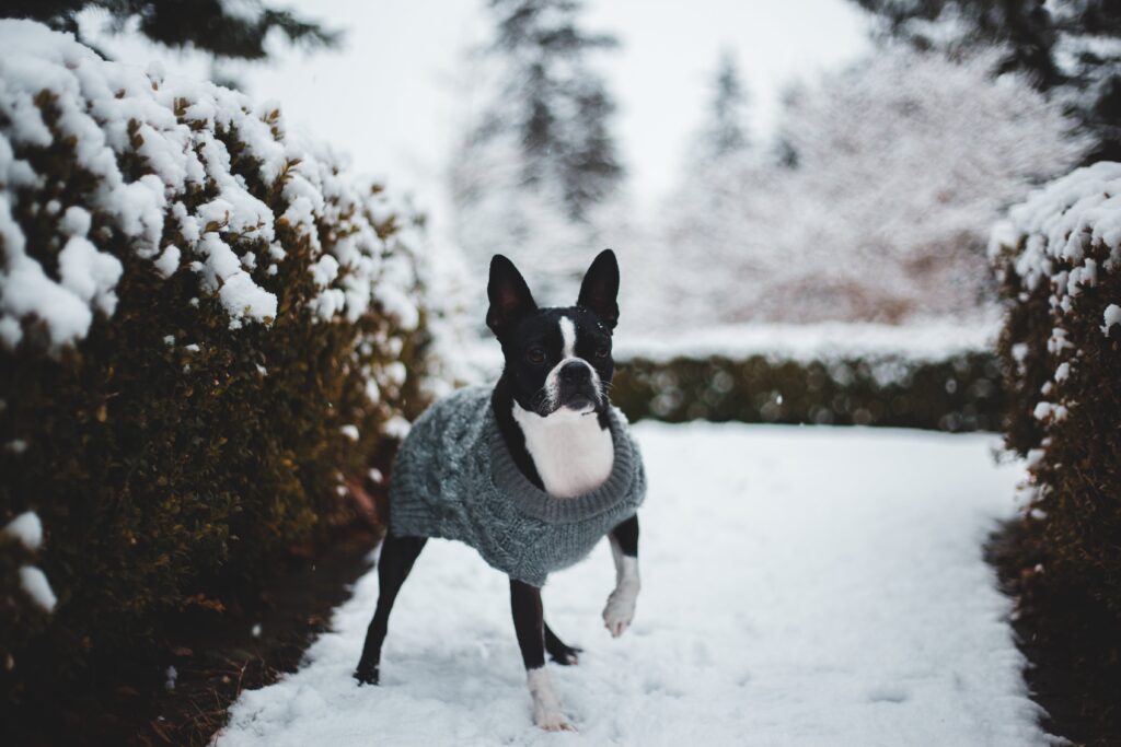 Dog Winter Clothing Every Pet Parent Should Own