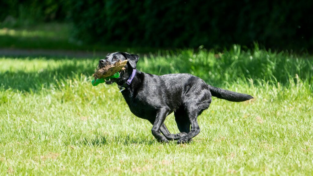 What Are Bully Sticks? And Are They Good For Dogs?