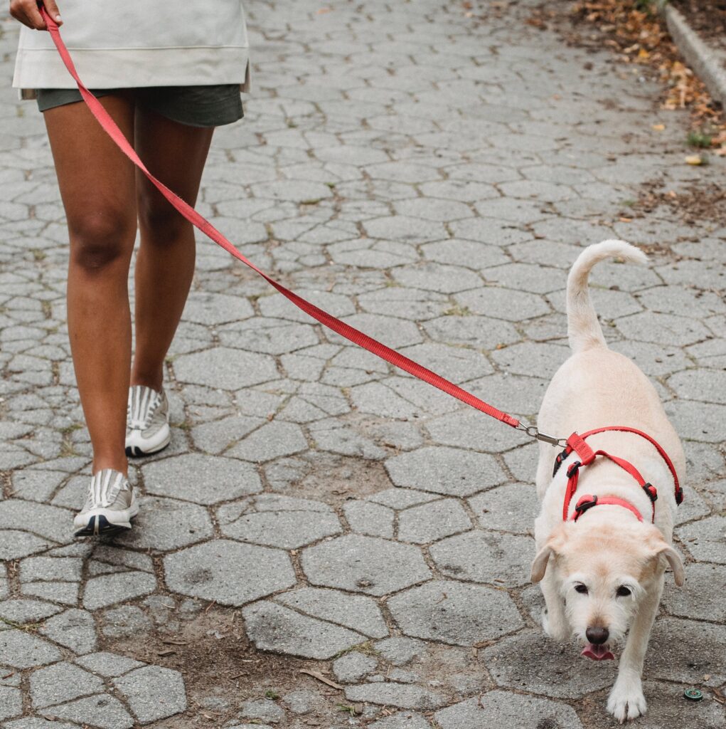 Properly fitting and wearing a collar is important for the comfort and safety of your dog.