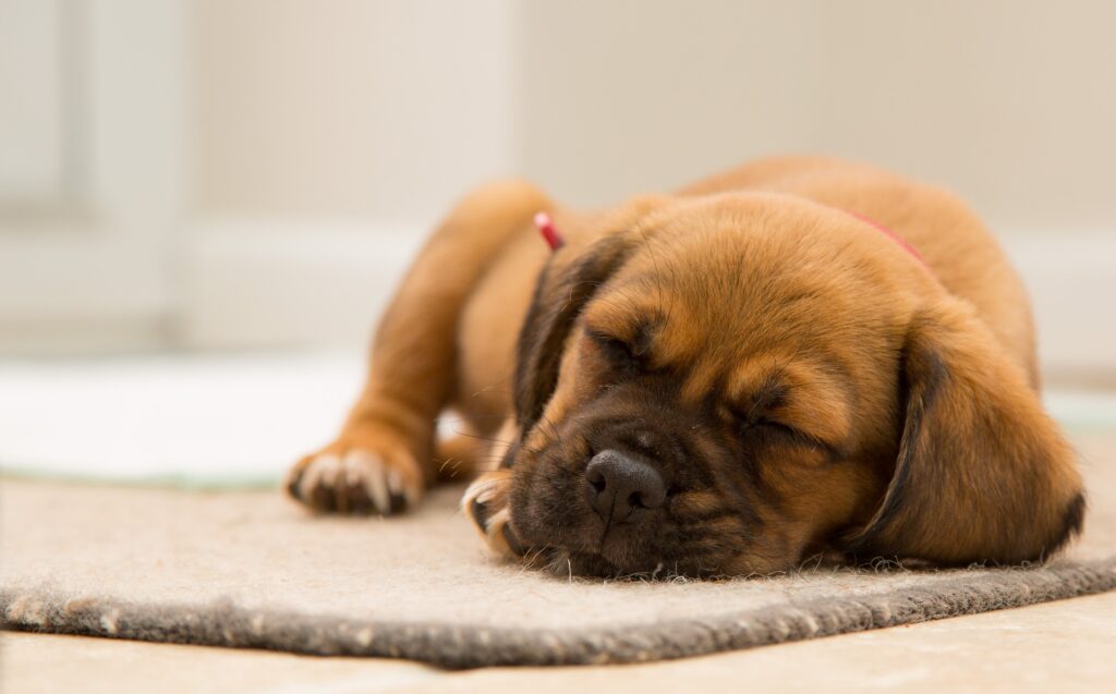 Can Dogs Have Sleep Apnea? A Quick Overview