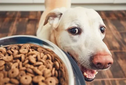 Free Dog food Samples