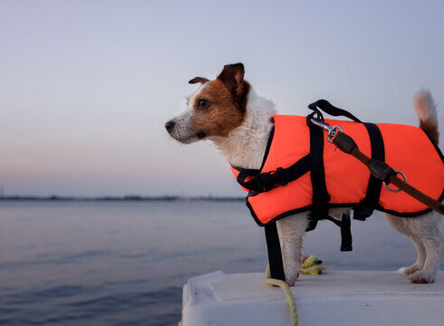 Dog Life Jackets