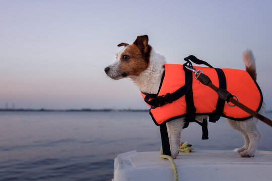 Dog Life Jackets: A Comprehensive Guide to Canine Water Safety 2024