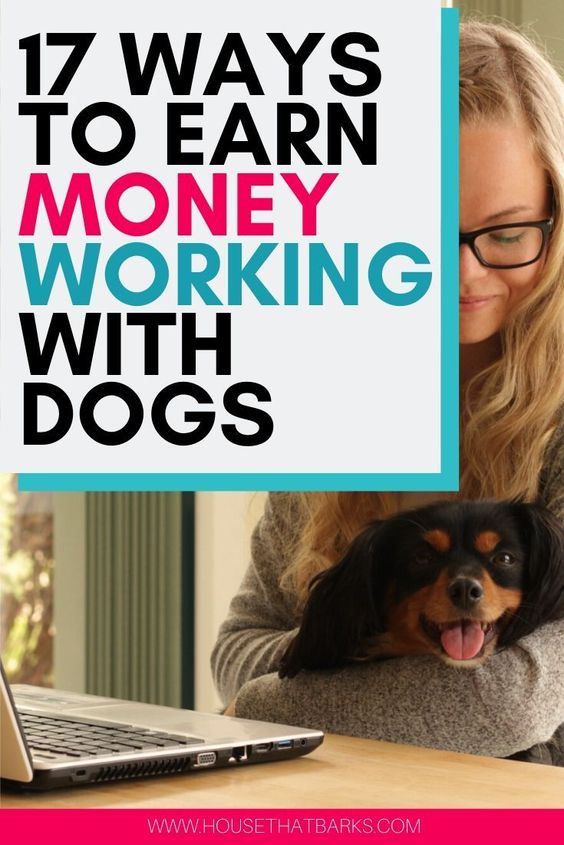 top 13 Jobs Working with Dogs