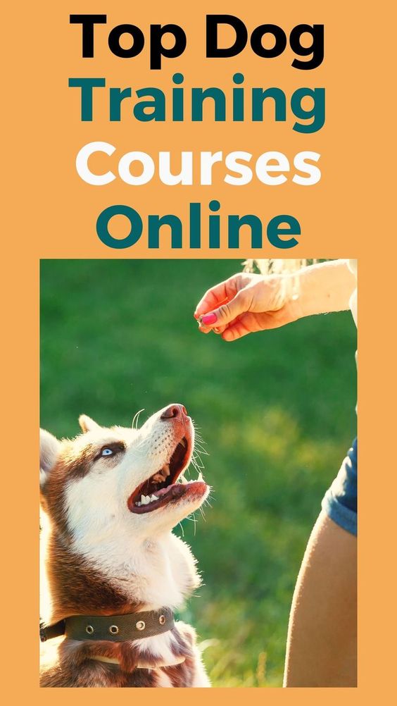 5 tips best online dog training course