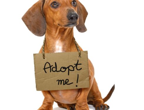 Free dog adoption