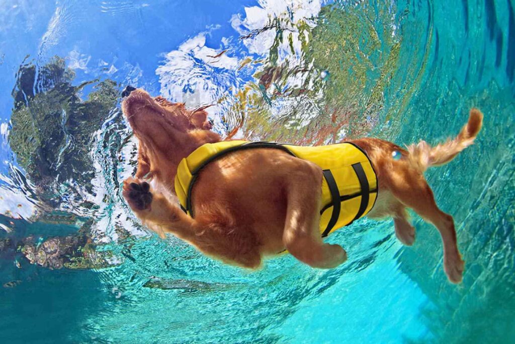 Dog Life Vests