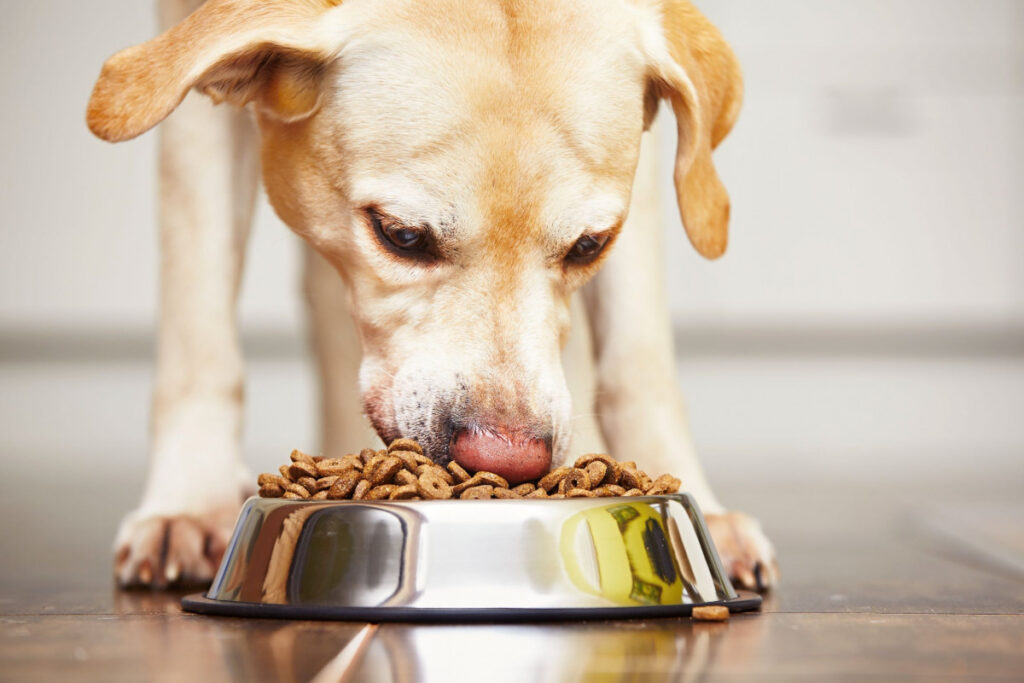 Free Dog Food Sample