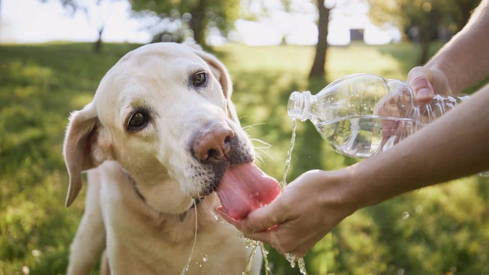 6 Tips to Keep Your Dog Safe at a Football Party