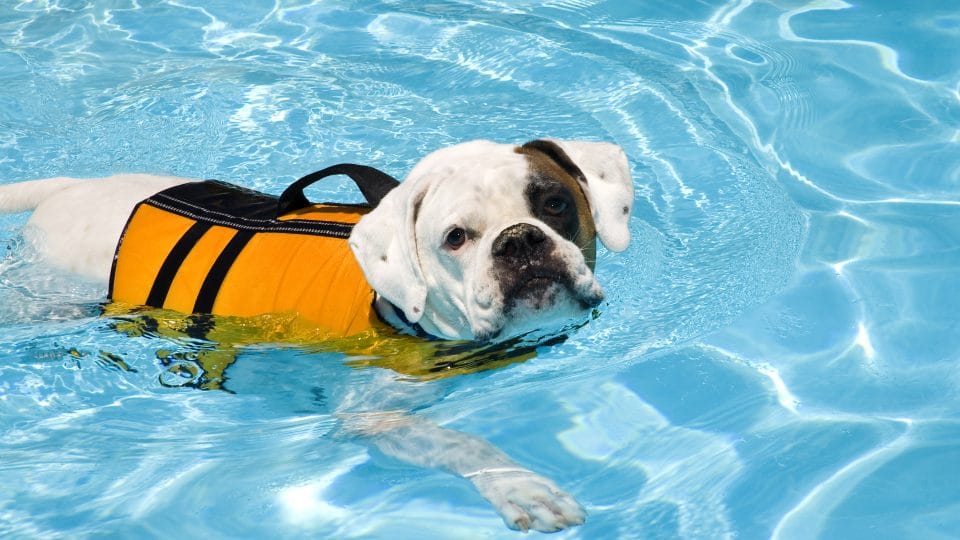 Dog Life Vests