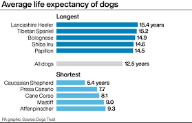 the secret to why do some dogs live longer than others