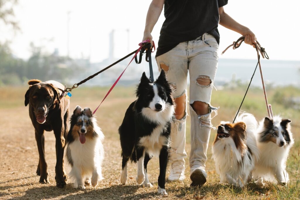 Exploring Dog Parks: Finding the Perfect Spot for Your Pooch 2024