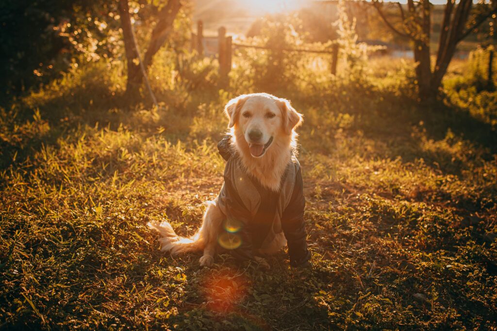 top 10 dog hoodie