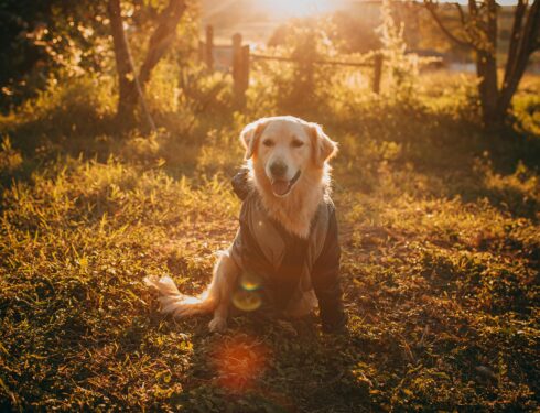 dog hoodie