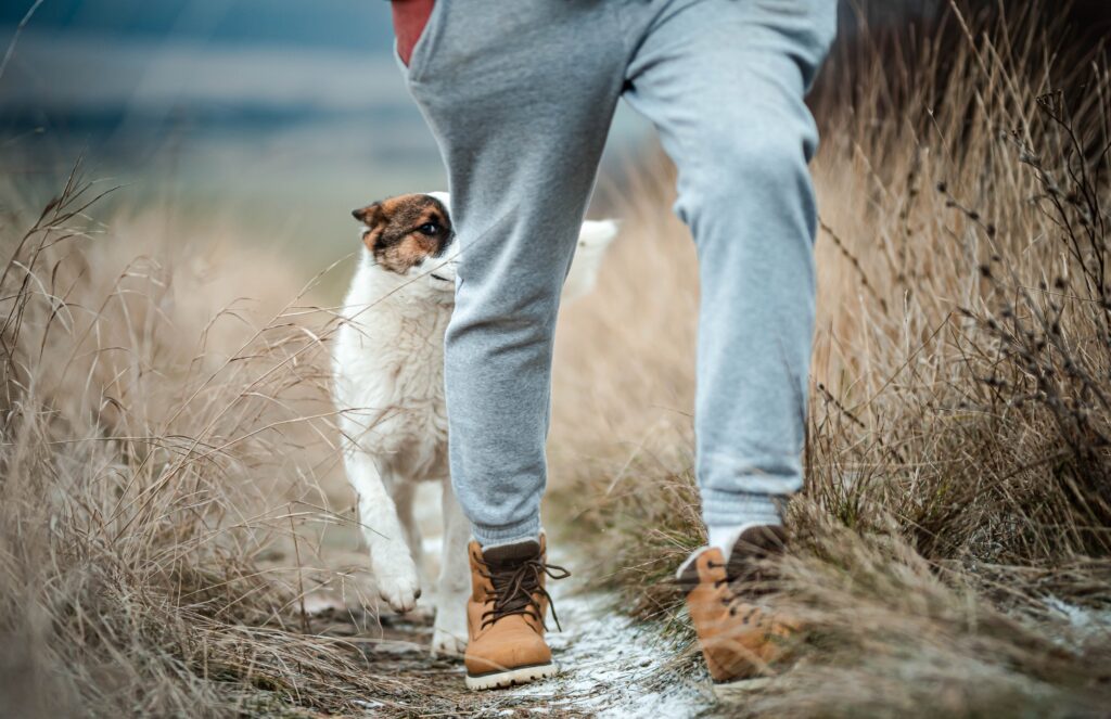 “The Unexpected Companion: A Heartwarming Journey with the Dog Who Followed Me Home 10 tips”