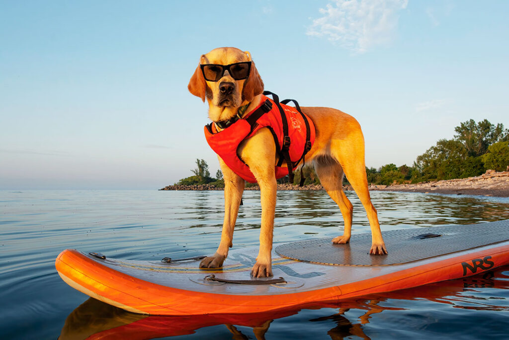 “The Ultimate Guide to Dog Life Vests: Ensuring Safety” 2024