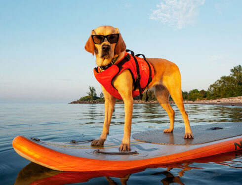 Dog Life Vests