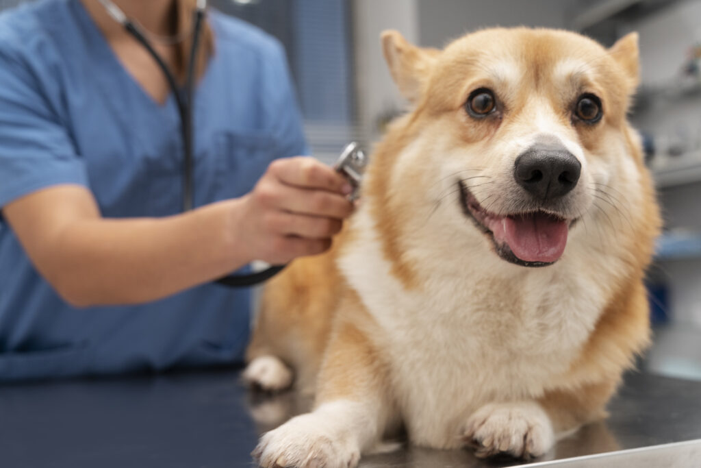 Vet Hospitals