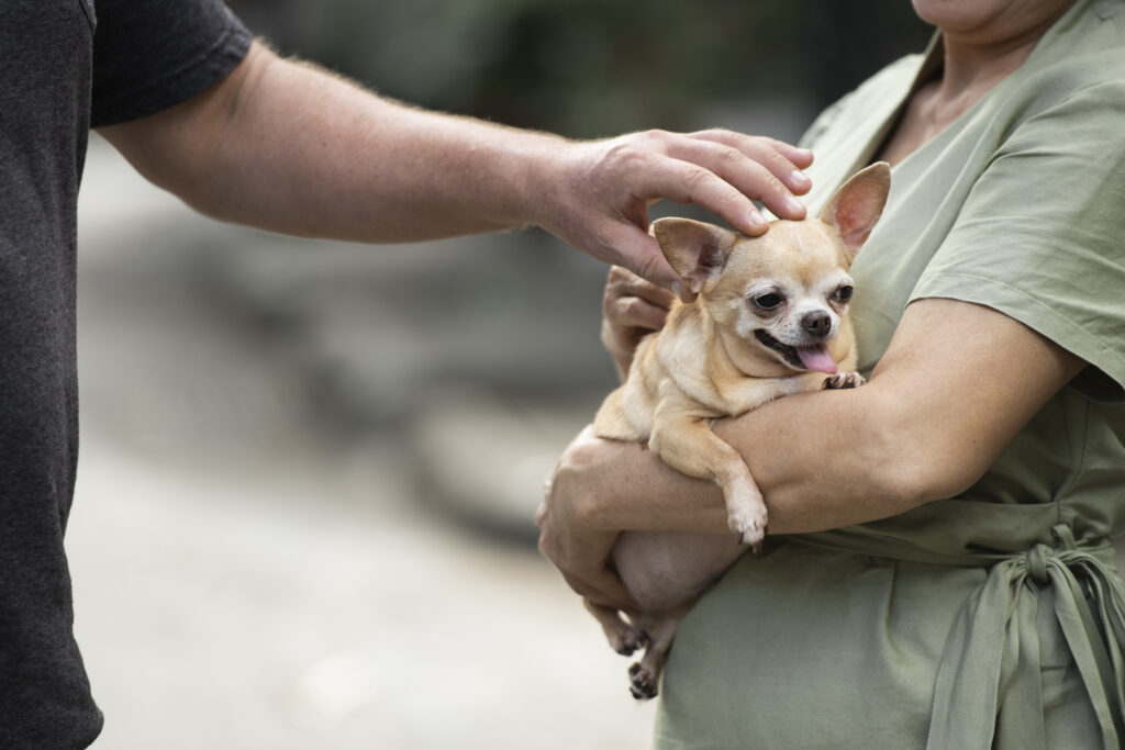 the secret to why do some dogs live longer than others