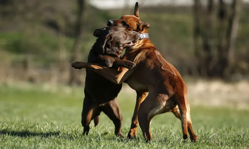 Dog Fight