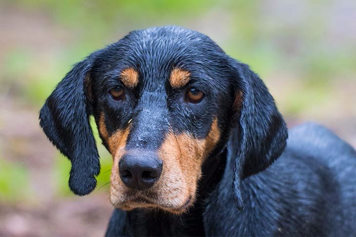 Hound Dog Breeds: Exploring the Noble Canines of the Hunting World 2024