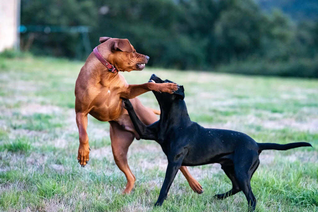 Dog Fight