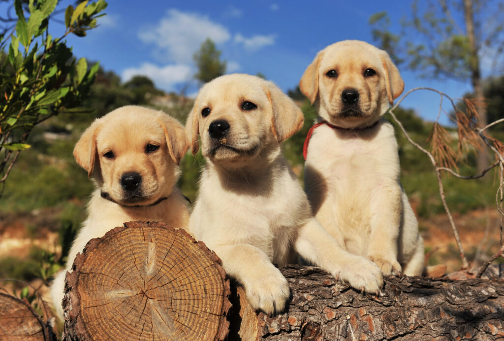 “Labrador Puppy Love: A Guide to Welcoming Your New Best Friend” 2024