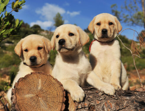 Labrador Puppy