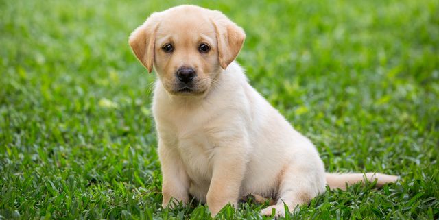 Labrador Puppy